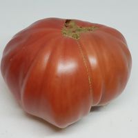 Rizado de Morratella 